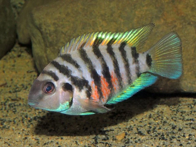 FRESHWATER FISH